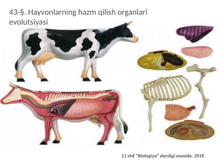 Hayvonlarning hazm qilish organlari evolutsiyasi