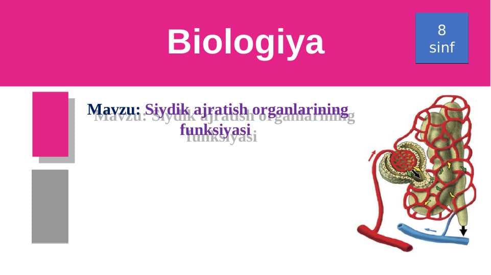 Siydik ajratish organlarining funksiyasi