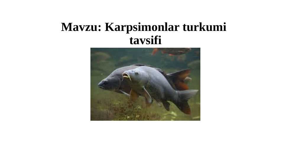 Karpsimonlar turkumi tavsifi  pptx