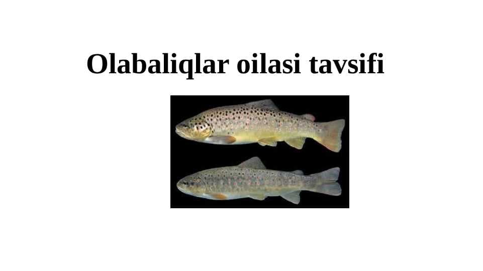 Olabaliqlar oilasi tavsifi