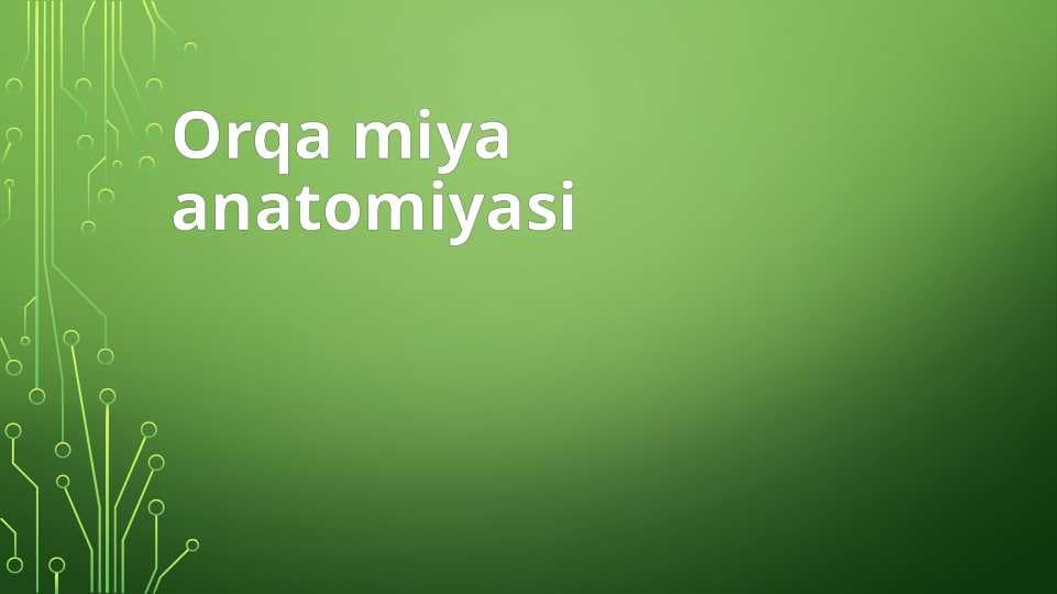 Orqa miya anatomiyasi