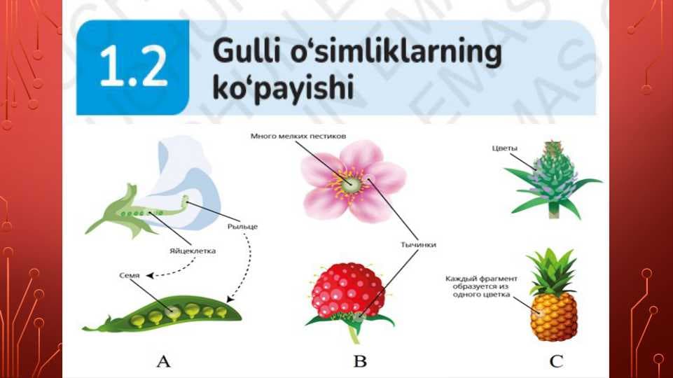 Gulli o`simliklarning ko`payishi
