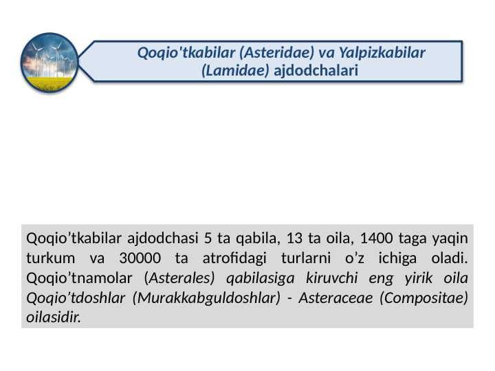Qoqio'tkabilar (Asteridae) va Yalpizkabilar (Lamidae) ajdodchalari