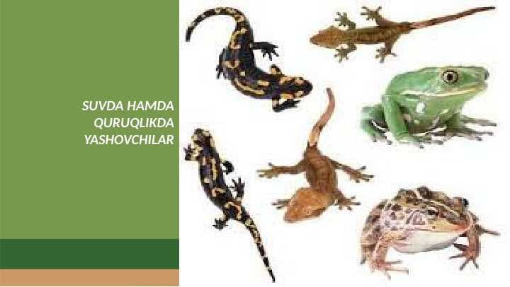 SUVDA HAMDA QURUQLIKDA YASHOVCHILAR