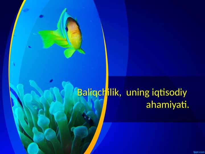 Baliqchilik,  uning iqtisodiy  ahamiyati.