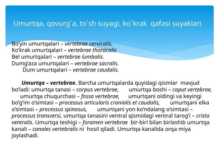 Umurtqa, qovurg`a, to`sh suyagi, ko`krak  qafasi suyaklari
