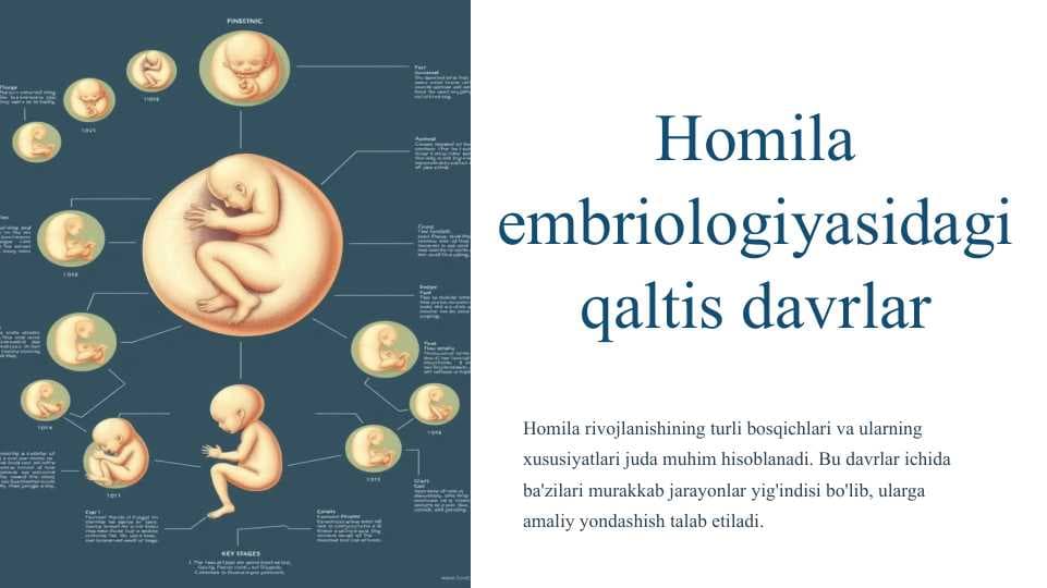 Homila embriologiyasidagi qaltis davrlar
