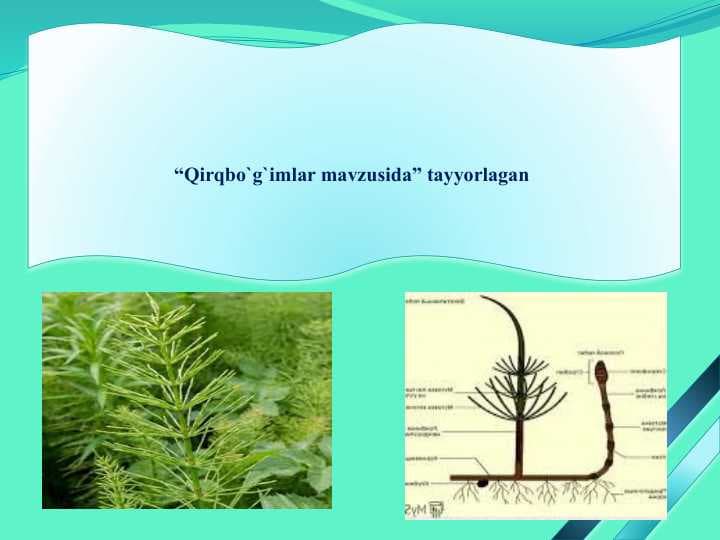 Qirqbo`g`imlar mavzusida