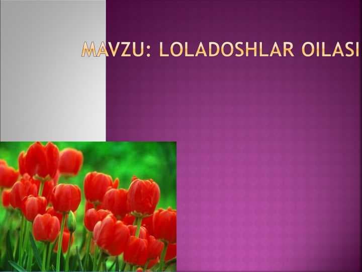loladoshlar oilasi