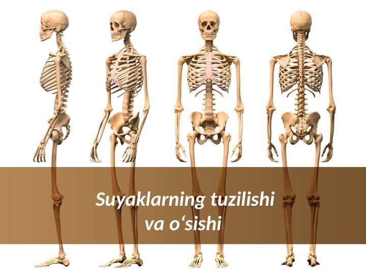 Suyaklarning tuzilishi va o‘sishi