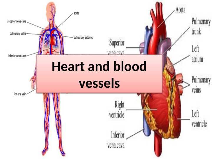 Heart and blood vessels