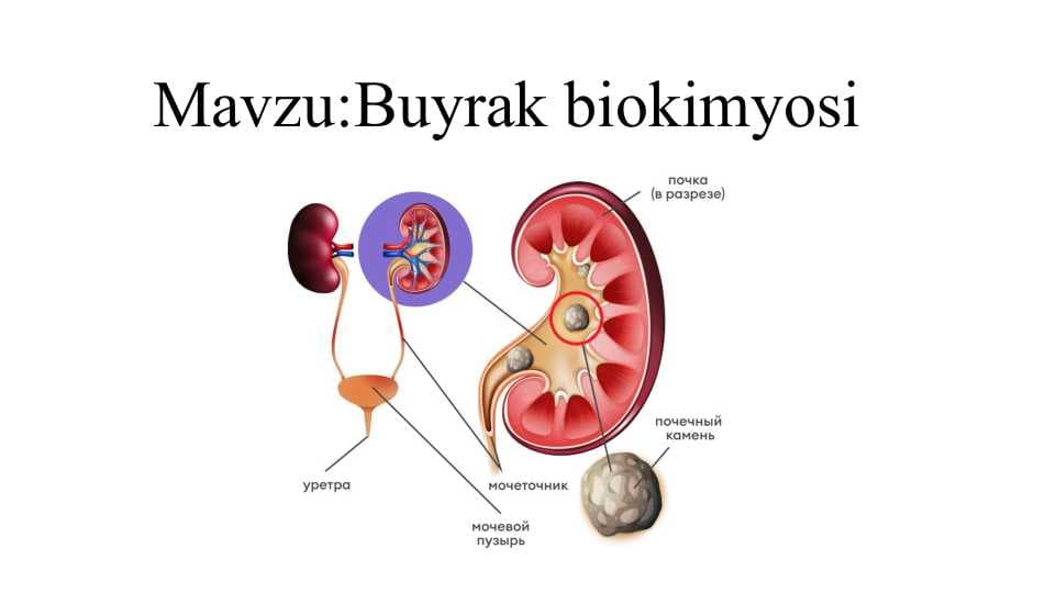 Buyrak biokimyosi pptx