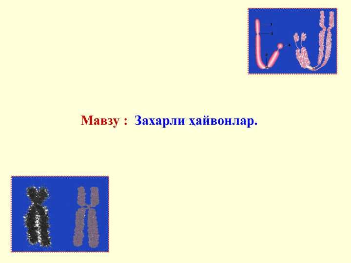 Захарли ҳайвонлар.