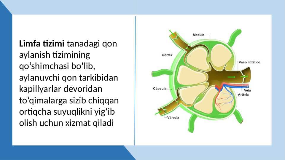 MAVZU:LIMFA TIZIMINING ANATOMIK TUZILISHI.