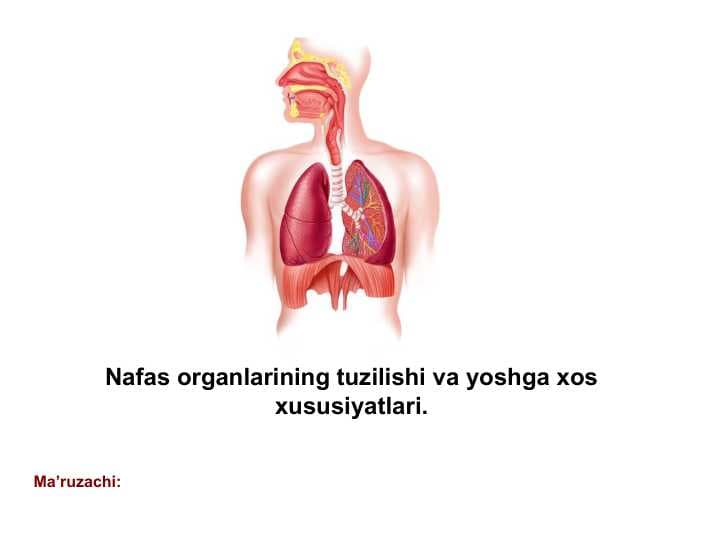 Nafas organlarining tuzilishi va yoshga xos xususiyatlari