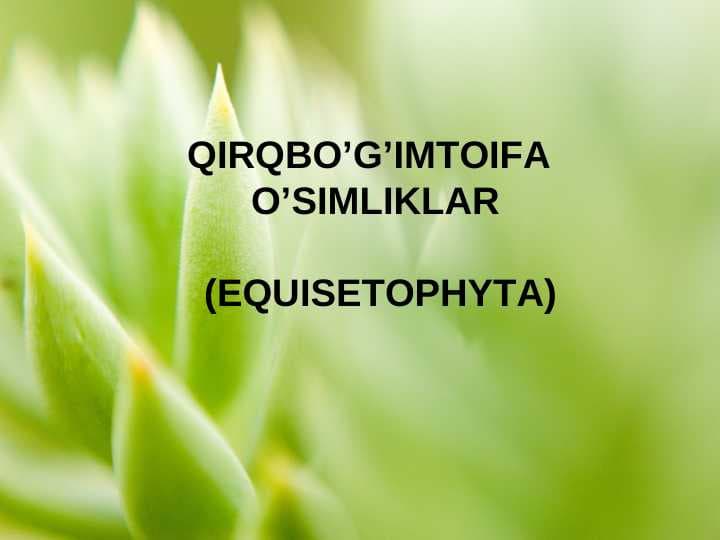 QIRQBO’G’IMTOIFA O’SIMLIKLAR (EQUISETOPHYTA)