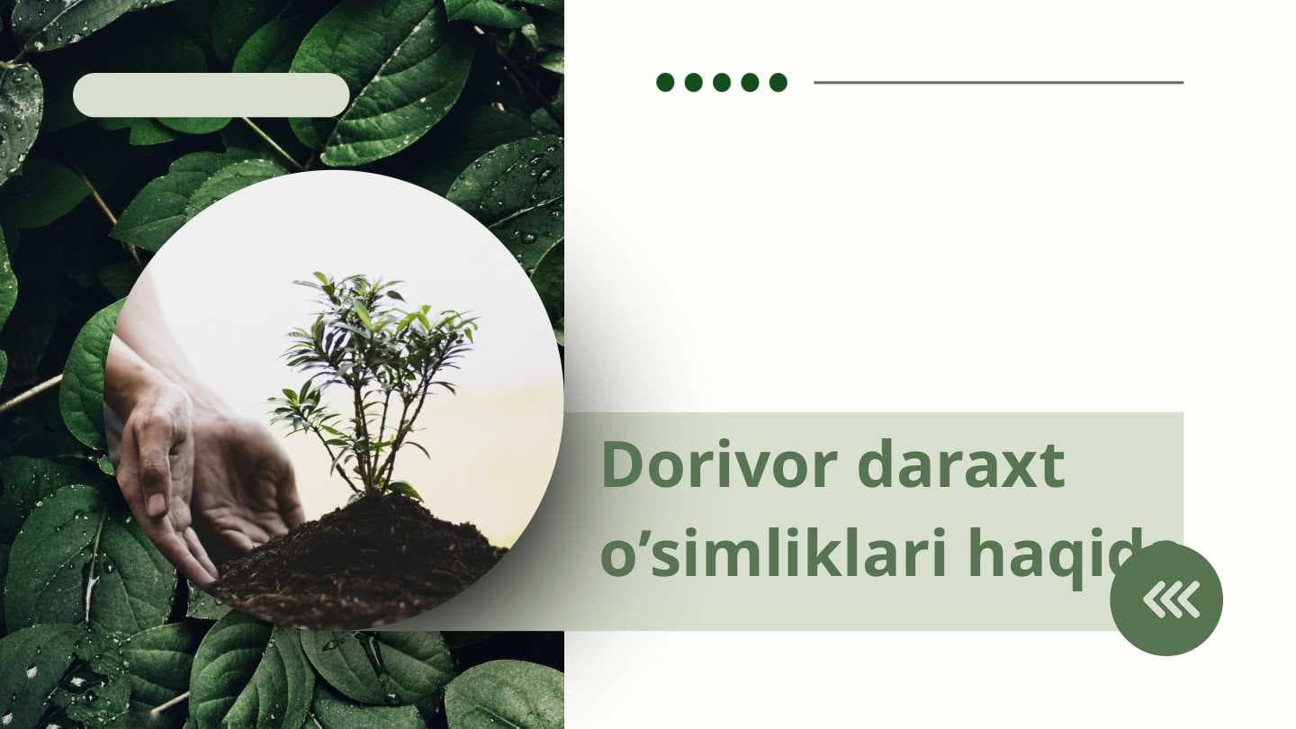 Dorivor daraxt o’simliklari haqida