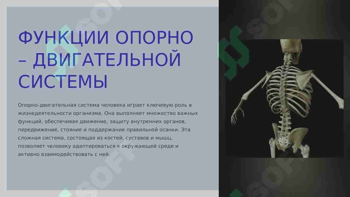 ФУНКЦИИ ОПОРНО – ДВИГАТЕЛЬНОЙ СИСТЕМЫ.