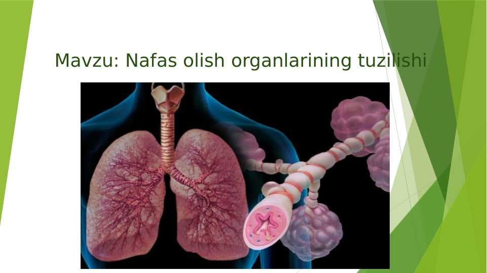 Nafas olish organlarining tuzilishi