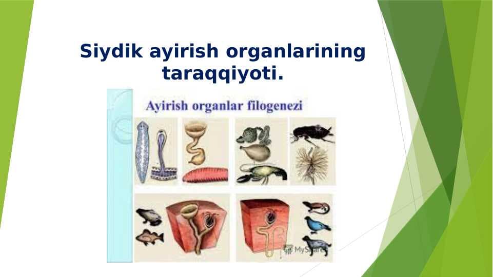 Siydik ayirish organlarining taraqqiyoti.
