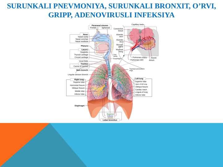 SURUNKALI PNEVMONIYA, SURUNKALI BRONXIT, O’RVI, GRIPP, ADENOVIRUSLI INFEKSIYA