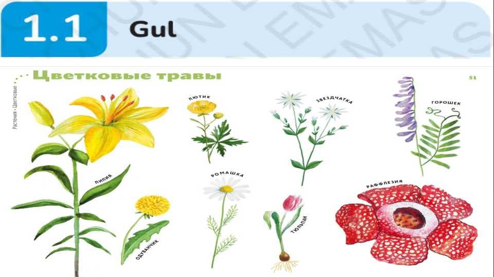 Gul va uning tuzilishi.