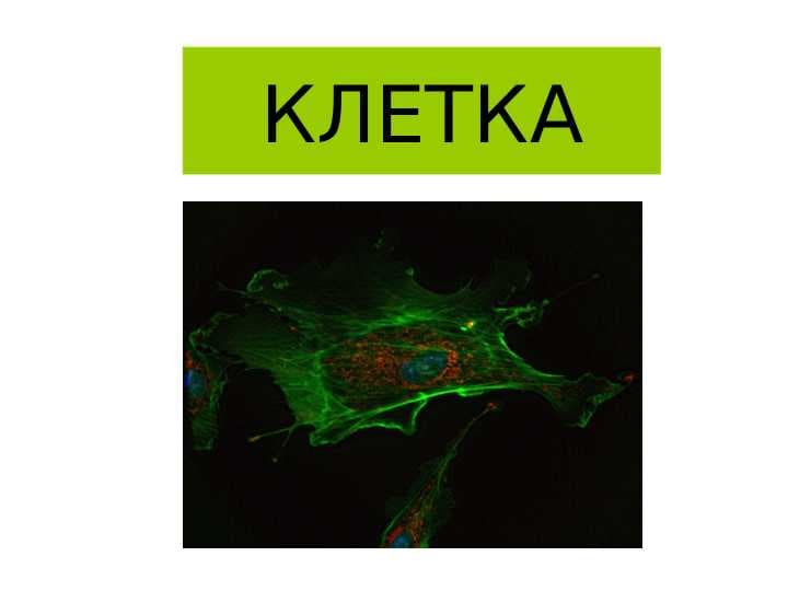 Клетка