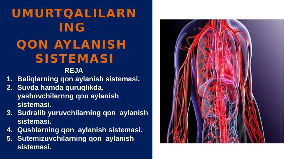 UMURTQALILARNING QON  AYLANISH  SISTEMASI