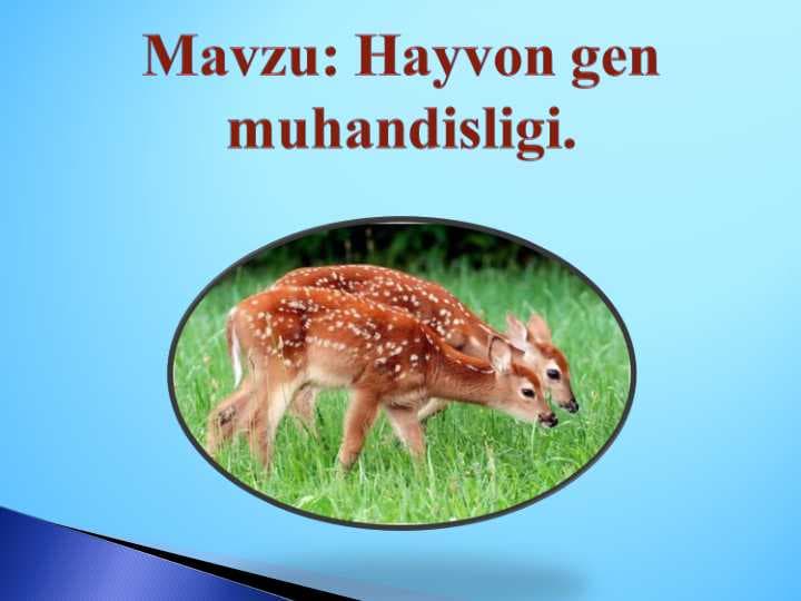 Hayvon gen muhandisligi