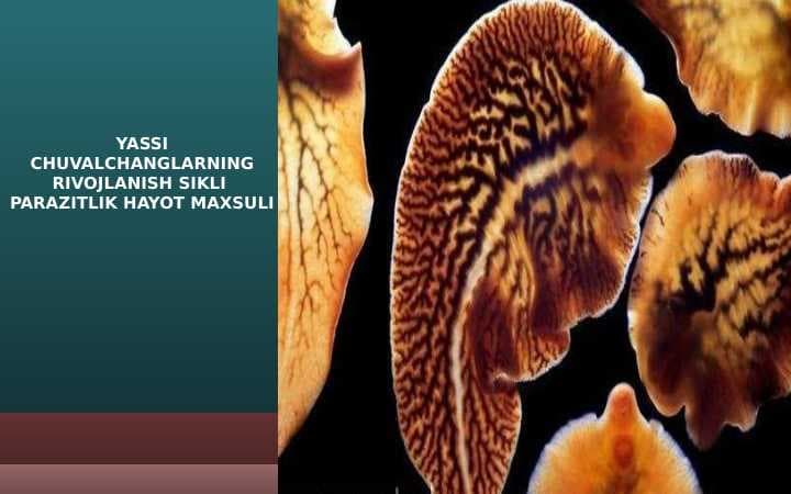 YASSI CHUVALCHANGLARNING RIVOJLANISH SIKLI