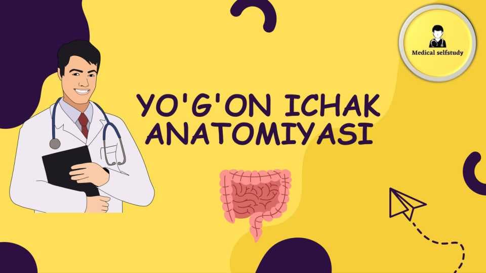 Yo'g'on ichak anatomiyasi