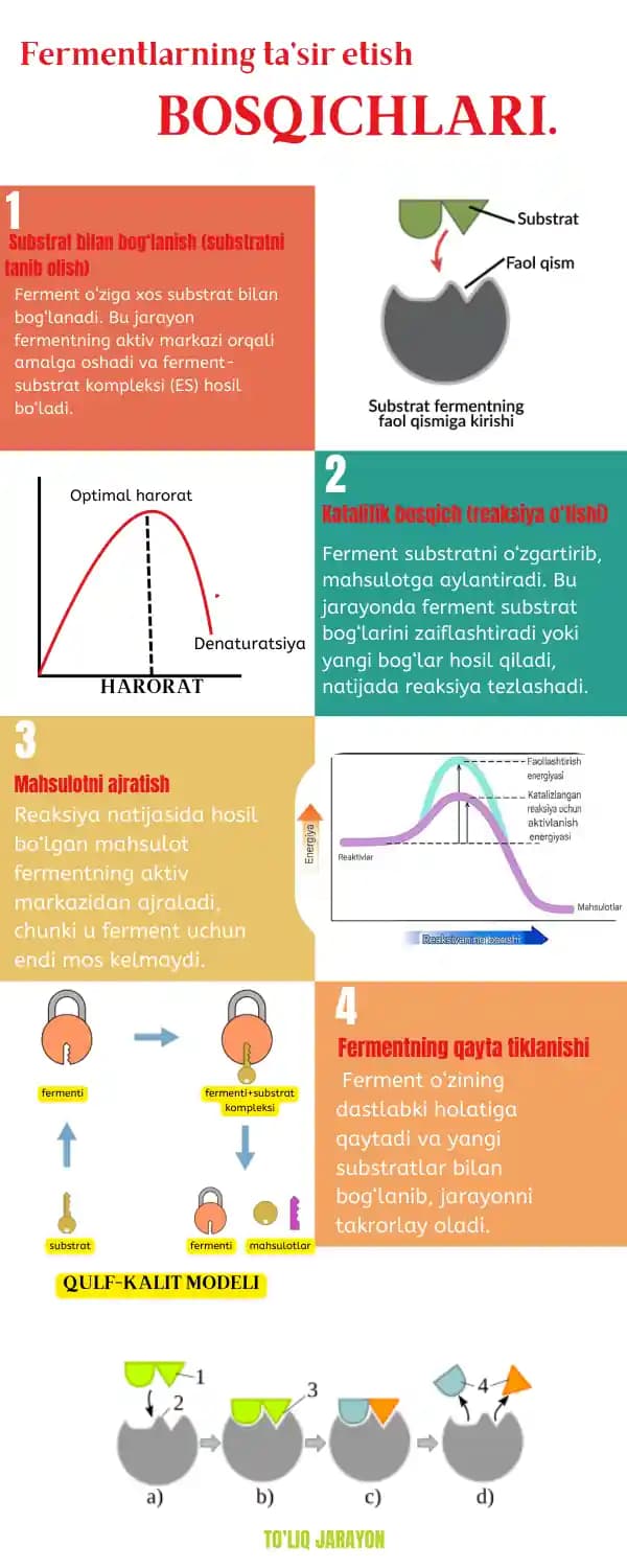 Fermentlar mavzusidagi infografika