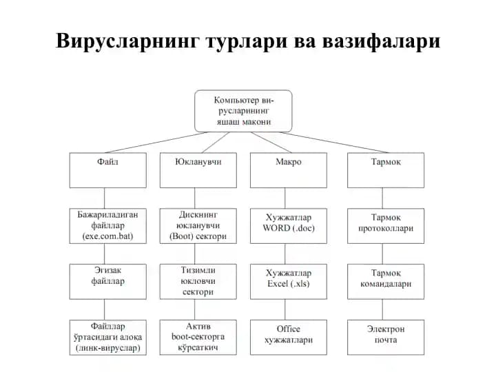 Вирусларнинг турлари ва вазифалари