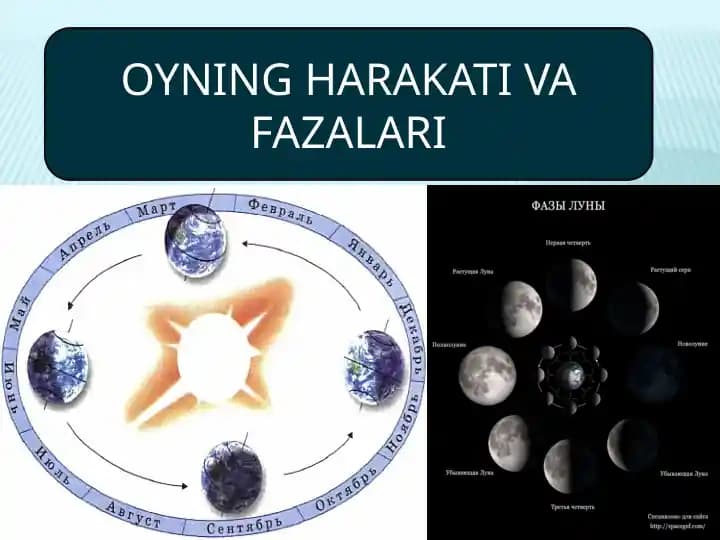 OYNING HARAKATI VA FAZALARI