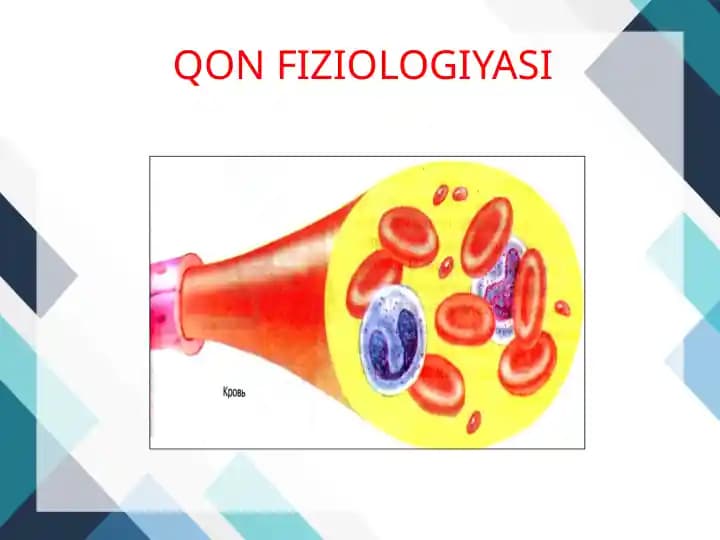 QON FIZIOLOGIYASI