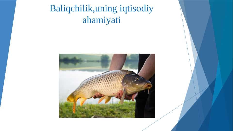 Baliqchilik,uning iqtisodiy ahamiyati