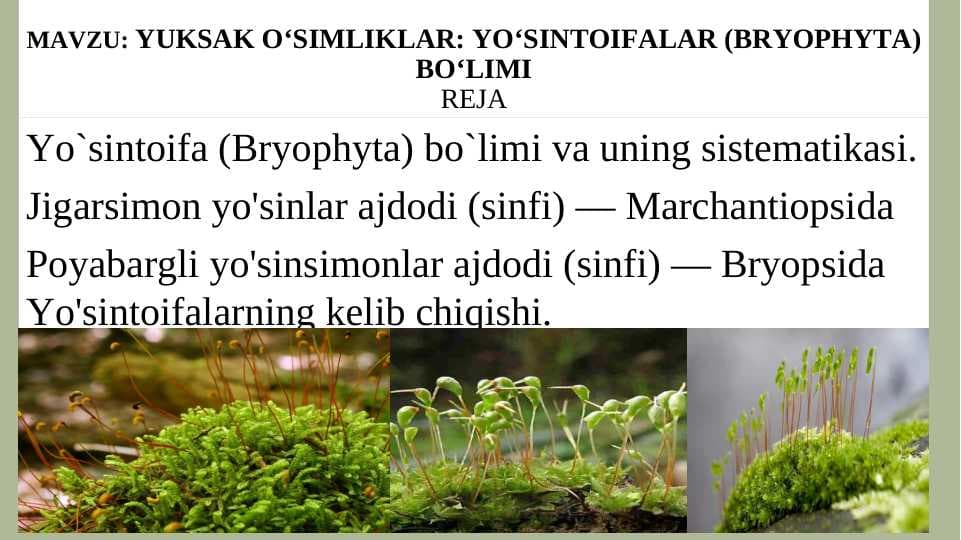 YUKSAK O‘SIMLIKLAR: YO‘SINTOIFALAR (BRYOPHYTA) BO‘LIMI