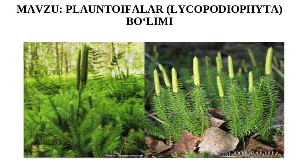 PLAUNTOIFALAR (LYCOPODIOPHYTA)