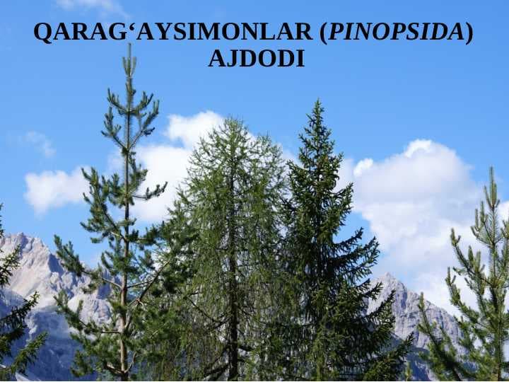 QARAG‘AYSIMONLAR (PINOPSIDA)  AJDODI