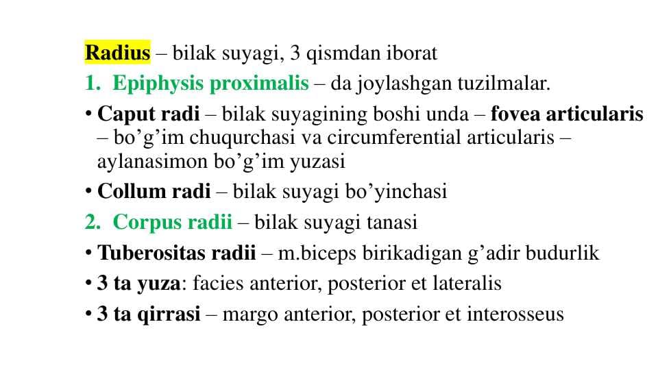 Radius – bilak suyagi