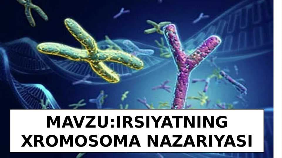 IRSIYATNING XROMOSOMA NAZARIYASI