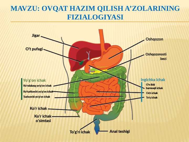 OVQAT HAZIM QILISH A’ZOLARINING FIZIALOGIYASI