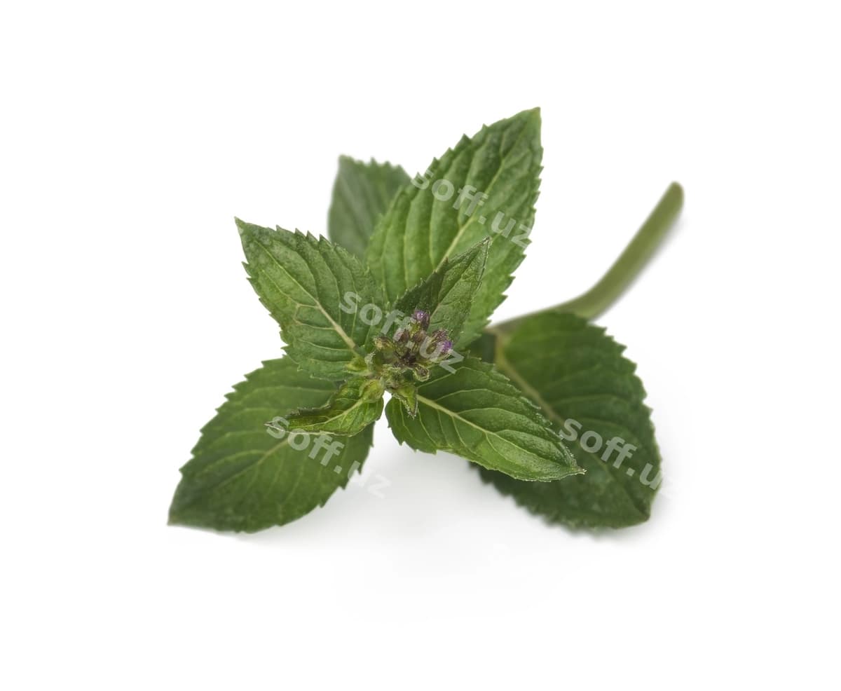 Yangi yashil nane varatlari oq ajraltirilgan | Fresh green mint leaves isolated white