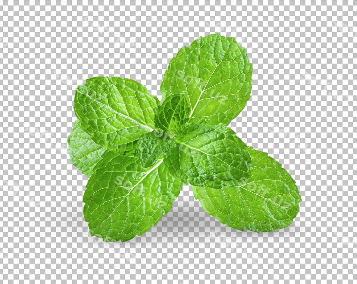 Taze nana yaponlari alpha qat | Fresh mint leaves alpha layer