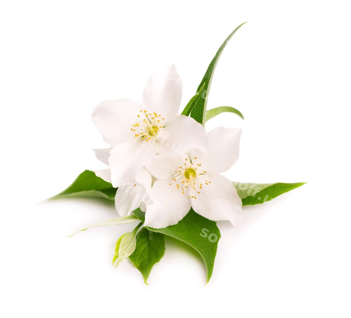 Yasmin gullari oq ajraltirilgan | Jasmine flowers isolated white