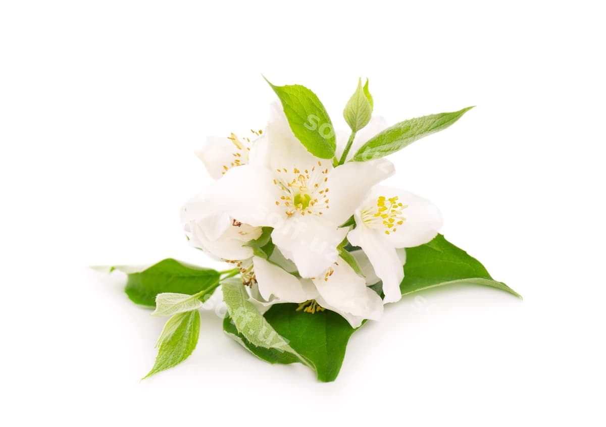 Yasmin gullari oq ajraltirilgan | Jasmine flowers isolated white