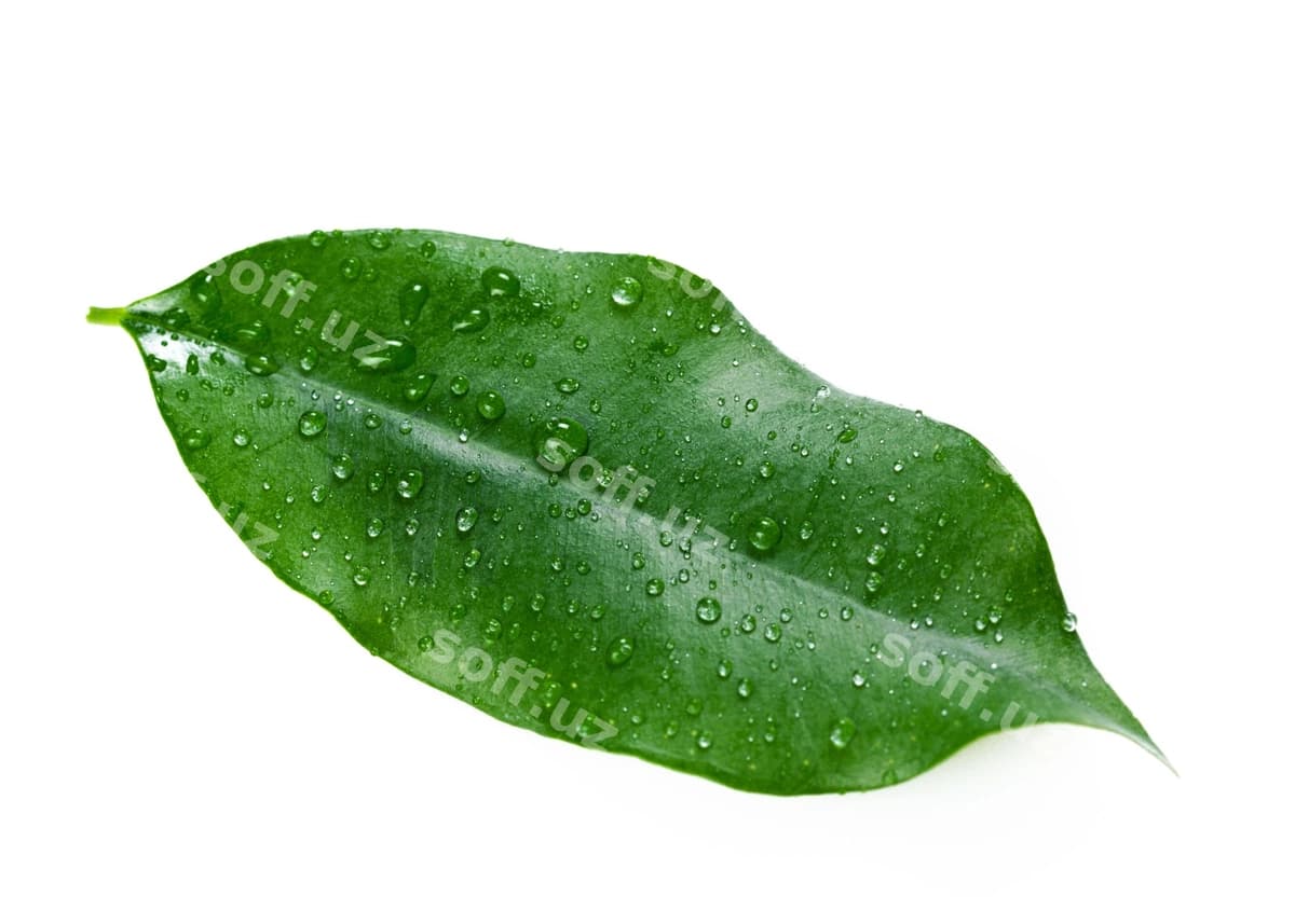 Varaq ajraltirilgan oq | Leaf isolated white