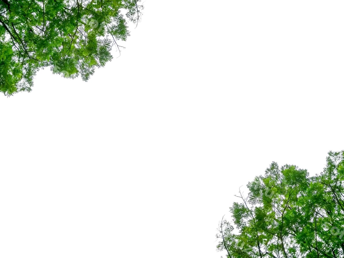 Pastki burchakdan ko'rinishdagi daraxt aniq osmon orqali | Low angle view tree against clear sky