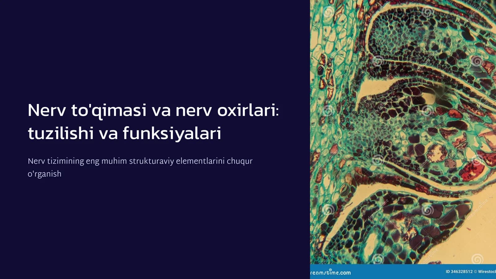 Nеrv to'qima. Nеrv oxirlari