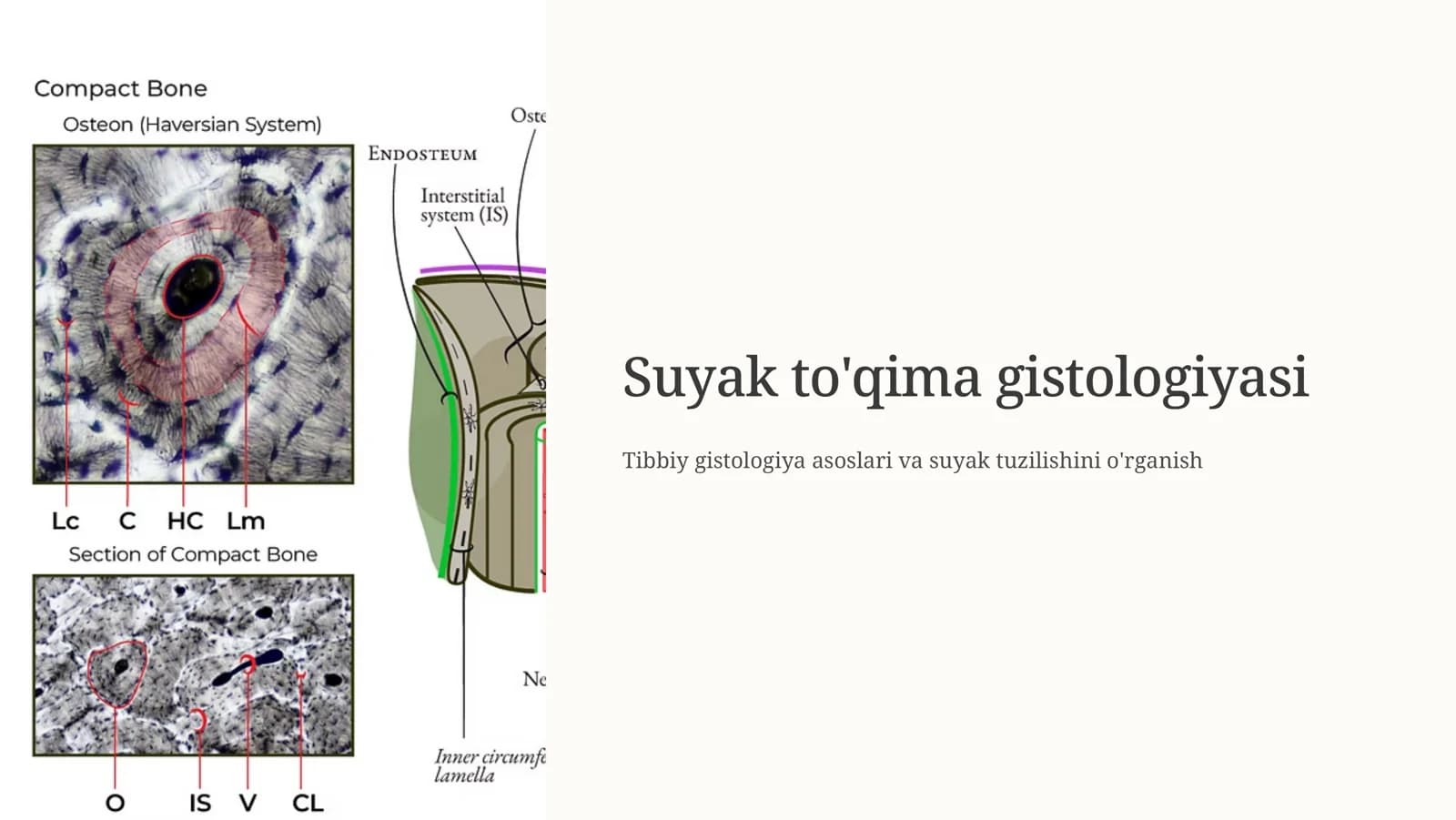 Suyak  to'qima